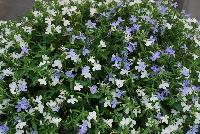 HOT® Lobelia Snow Flurries -- New from Westflowers @ Floricultura, Spring Trials, 2016.  Breeding by Westhoff.  Great for quart, six-inch, gallon and hanging basket containers.