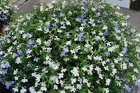 HOT® Lobelia Snow Flurries -- New from Westflowers @ Floricultura, Spring Trials, 2016.  Breeding by Westhoff.  Great for quart, six-inch, gallon and hanging basket containers.