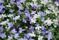 HOT® Lobelia Snow Flurries -- New from Westflowers @ Floricultura, Spring Trials, 2016.  Breeding by Westhoff.  Great for quart, six-inch, gallon and hanging basket containers.