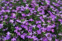 HOT® Lobelia Dark Lavender -- New from Westflowers @ Floricultura, Spring Trials, 2016.  Breeding by Westhoff.  Great for quart, six-inch, gallon and hanging basket containers.