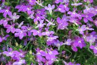 HOT® Lobelia Dark Lavender -- New from Westflowers @ Floricultura, Spring Trials, 2016.  Breeding by Westhoff.  Great for quart, six-inch, gallon and hanging basket containers.