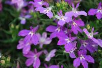HOT® Lobelia Dark Lavender -- New from Westflowers @ Floricultura, Spring Trials, 2016.  Breeding by Westhoff.  Great for quart, six-inch, gallon and hanging basket containers.