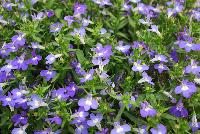 HOT® Lobelia Brilliant Blue -- New from Westflowers @ Floricultura, Spring Trials, 2016.  Breeding by Westhoff.  Great for quart, six-inch, gallon and hanging basket containers.