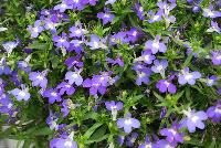 HOT® Lobelia Brilliant Blue -- New from Westflowers @ Floricultura, Spring Trials, 2016.  Breeding by Westhoff.  Great for quart, six-inch, gallon and hanging basket containers.