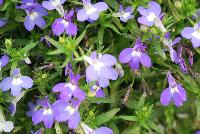 HOT® Lobelia Brilliant Blue -- New from Westflowers @ Floricultura, Spring Trials, 2016.  Breeding by Westhoff.  Great for quart, six-inch, gallon and hanging basket containers.