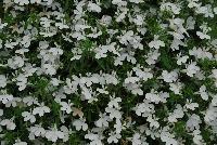 HOT® Lobelia Snow White -- New from Westflowers @ Floricultura, Spring Trials, 2016.  Breeding by Westhoff.  Great for quart, six-inch, gallon and hanging basket containers.