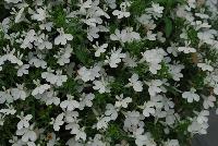HOT® Lobelia Snow White -- New from Westflowers @ Floricultura, Spring Trials, 2016.  Breeding by Westhoff.  Great for quart, six-inch, gallon and hanging basket containers.