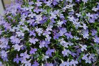 HOT® Lobelia Waterblue -- New from Westflowers @ Floricultura, Spring Trials, 2016.  Breeding by Westhoff.  Great for quart, six-inch, gallon and hanging basket containers.