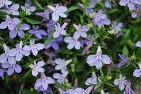 HOT® Lobelia Waterblue -- New from Westflowers @ Floricultura, Spring Trials, 2016.  Breeding by Westhoff.  Great for quart, six-inch, gallon and hanging basket containers.