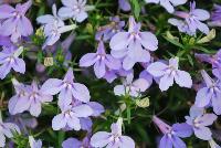 HOT® Lobelia Waterblue -- New from Westflowers @ Floricultura, Spring Trials, 2016.  Breeding by Westhoff.  Great for quart, six-inch, gallon and hanging basket containers.