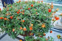 ColorBlast® Portulaca Orange -- New for next summer (2017), from Westflowers, Spring Trials, 2016.  ColorBlast® Portulaca, featuring lfowers that stay open under lower light levels making them ideal performers at retail.  Incredibly heat tolerant for bullet-proof summer color in beds and baskets.  A range of single colors for mixes, doubles and striped varieties for an industry first.. Breeding by Westhoff.