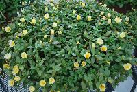 ColorBlast® Portulaca Yellow -- New for next summer (2017), from Westflowers, Spring Trials, 2016.  ColorBlast® Portulaca, featuring lfowers that stay open under lower light levels making them ideal performers at retail.  Incredibly heat tolerant for bullet-proof summer color in beds and baskets.  A range of single colors for mixes, doubles and striped varieties for an industry first.. Breeding by Westhoff.
