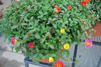 ColorBlast® Portulaca Mix -- New for next summer (2017), from Westflowers, Spring Trials, 2016.  ColorBlast® Portulaca, featuring lfowers that stay open under lower light levels making them ideal performers at retail.  Incredibly heat tolerant for bullet-proof summer color in beds and baskets.  A range of single colors for mixes, doubles and striped varieties for an industry first.. Breeding by Westhoff.