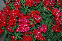 Gala® Verbena Beauty Red -- New from Westflowers @ Floricultura, Spring Trials, 2016.  Breeding by Westhoff.  Great for quart, six-inch, gallon and hanging basket containers.