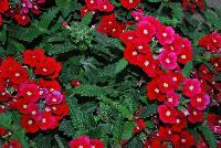 Gala® Verbena Beauty Red -- New from Westflowers @ Floricultura, Spring Trials, 2016.  Breeding by Westhoff.  Great for quart, six-inch, gallon and hanging basket containers.