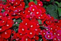 Gala® Verbena Beauty Red -- New from Westflowers @ Floricultura, Spring Trials, 2016.  Breeding by Westhoff.  Great for quart, six-inch, gallon and hanging basket containers.