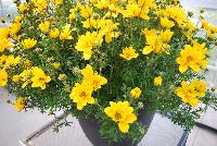 Giant® Bidens Sun Louis -- New from Westflowers @ Floricultura, Spring Trials, 2016.  Breeding by Westhoff.  Great for quart, six-inch, gallon and hanging basket containers.