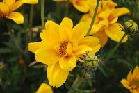 Giant® Bidens Sun Louis -- New from Westflowers @ Floricultura, Spring Trials, 2016.  Breeding by Westhoff.  Great for quart, six-inch, gallon and hanging basket containers.