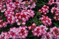 Hurricane® Verbena Red -- New from Westflowers @ Floricultura, Spring Trials, 2016.  Breeding by Westhoff.  Great for quart, six-inch, gallon and hanging basket containers.