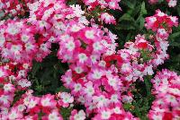 Hurricane® Verbena Red -- New from Westflowers @ Floricultura, Spring Trials, 2016.  Breeding by Westhoff.  Great for quart, six-inch, gallon and hanging basket containers.