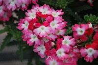 Hurricane® Verbena Red -- New from Westflowers @ Floricultura, Spring Trials, 2016.  Breeding by Westhoff.  Great for quart, six-inch, gallon and hanging basket containers.