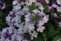 Hurricane® Verbena Blue -- New from Westflowers @ Floricultura, Spring Trials, 2016.  Breeding by Westhoff.  Great for quart, six-inch, gallon and hanging basket containers.