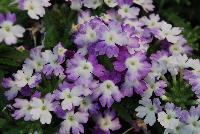 Hurricane® Verbena Blue -- New from Westflowers @ Floricultura, Spring Trials, 2016.  Breeding by Westhoff.  Great for quart, six-inch, gallon and hanging basket containers.