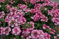 Hurricane® Verbena Pink -- New from Westflowers @ Floricultura, Spring Trials, 2016.  Breeding by Westhoff.  Great for quart, six-inch, gallon and hanging basket containers.