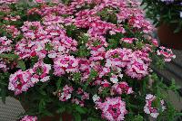 Hurricane® Verbena Pink -- New from Westflowers @ Floricultura, Spring Trials, 2016.  Breeding by Westhoff.  Great for quart, six-inch, gallon and hanging basket containers.