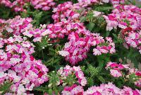 Hurricane® Verbena Pink -- New from Westflowers @ Floricultura, Spring Trials, 2016.  Breeding by Westhoff.  Great for quart, six-inch, gallon and hanging basket containers.