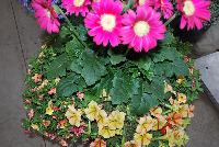  COMBO Just Add Gerbs! -- A combination idea from WestFlowers:  Just Add Gerbs! Featuring Garvinea® Gerberas from Florist Holland.  Westhoff breeding includes: Chameleon® Calibrachoa 'Sunshine Berry' and Crazytunia® Petunia 'Citrus Twist'.  Great for the patio.