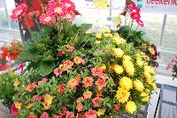  COMBO Just Add Gerbs! -- A combination idea from WestFlowers:  Just Add Gerbs! Featuring Garvinea® Gerberas from Florist Holland.  Westhoff breeding includes: Chameleon® Calibrachoa 'Sunshine Berry' and Cottage® Bracteantha 'Lemon'.  Great for the patio.