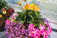  COMBO Just Add Gerbs! -- A combination idea from WestFlowers:  Just Add Gerbs! Featuring Garvinea® Gerberas from Florist Holland.  Westhoff breeding includes: Crazytunia® Petunia 'Pink Frills' and HOT® Lobelia 'Dark Lavender'.  Great for the patio.