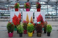  Celosia  -- Welcome to Beekenkamp @ Floricultura, Spring Trials 2016, featuring a full line of Kelos® and other celosia.
