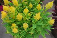 Kelos® Fire Celosia plumosa Yellow -- As seen @ Beekenkamp Spring Trials 2016.  Great for quart, 6-inch and gallon containers.