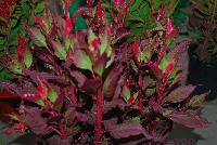 Kelos® Fire Celosia plumosa Scarlet Improved -- As seen @ Beekenkamp Spring Trials 2016.  Great for quart, 6-inch and gallon containers.