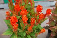 Kelos® Fire Celosia plumosa Orange -- As seen @ Beekenkamp Spring Trials 2016.  Great for quart, 6-inch and gallon containers.