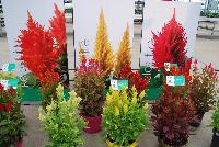  Celosia  -- Welcome to Beekenkamp @ Floricultura, Spring Trials 2016, featuring a full line of Kelos® and other celosia.