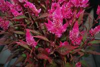 Kelos® Atomic Celosia plumosa Neon Purple -- As seen @ Beekenkamp Spring Trials 2016.  Great for quart, 6-inch and gallon containers.