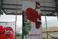 Vermillion® Begonia  -- As seen @ Beekenkamp Spring Trials 2016.