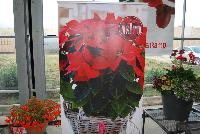 Astro® Poinsettia  -- As seen @ Beekenkamp Spring Trials 2016.  A new partnership with Danziger “Dan” Flower Farm.