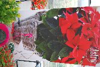 Astro® Poinsettia  -- As seen @ Beekenkamp Spring Trials 2016.  A new partnership with Danziger “Dan” Flower Farm.