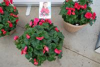 Evi® Begonia elator  -- As seen @ Beekenkamp Spring Trials 2016. Evi Loves You!  Everywhere She Goes....  Great for quart, 6-inch and gallon containers as well as hanging baskets.