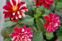 Labella® Medio Dahlia hybrid Crimson Picotee -- As seen @ Beekenkamp Spring Trials 2016.  Great for quart, 6-inch and gallon containers.