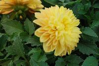 Labella® Grande Dahlia hybrid Yellow -- As seen @ Beekenkamp Spring Trials 2016.  Great for quart, 6-inch and gallon containers.