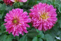 Labella® Grande Dahlia hybrid Dark Pink -- As seen @ Beekenkamp Spring Trials 2016.  Great for quart, 6-inch and gallon containers.