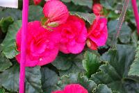 Evi® Begonia elator Bright Pink -- As seen @ Beekenkamp Spring Trials 2016.  Great for quart, 6-inch, gallon containers and hanging baskets.
