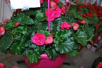 Evi® Begonia elator Bright Pink -- As seen @ Beekenkamp Spring Trials 2016.  Great for quart, 6-inch, gallon containers and hanging baskets.