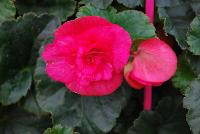 Evi® Begonia elator Bright Pink -- As seen @ Beekenkamp Spring Trials 2016.  Great for quart, 6-inch, gallon containers and hanging baskets.