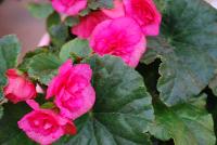 Evi® Begonia elator Pink -- As seen @ Beekenkamp Spring Trials 2016.  Great for quart, 6-inch, gallon containers and hanging baskets.